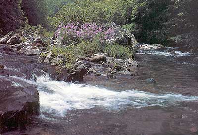 Cool mountain stream